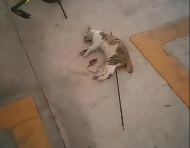 第334页