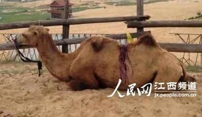 第285页