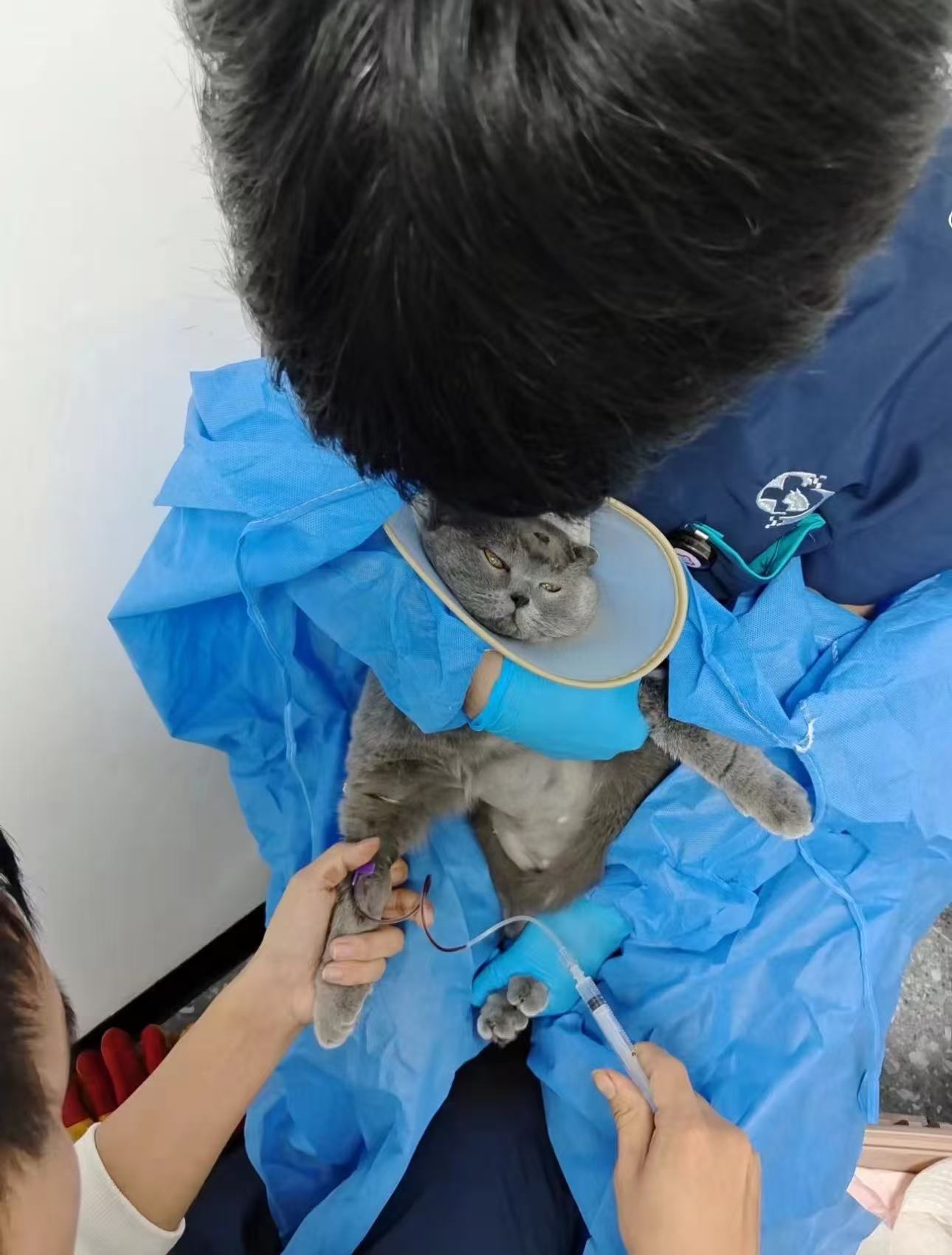医生谈宠物防晒服走红医生谈宠物防晒服走红现象背后的深层含义与健康考量